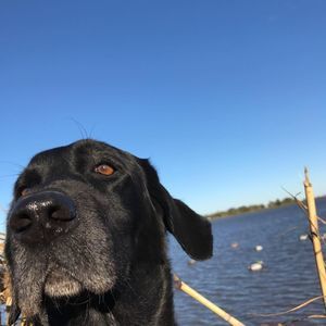 Meet your Posher, Thomas